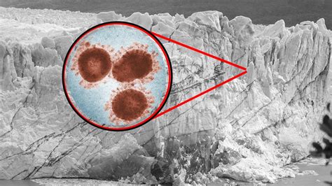Científicos revivieron un virus “zombi” que pasó 48.500 años congelado en permafrost